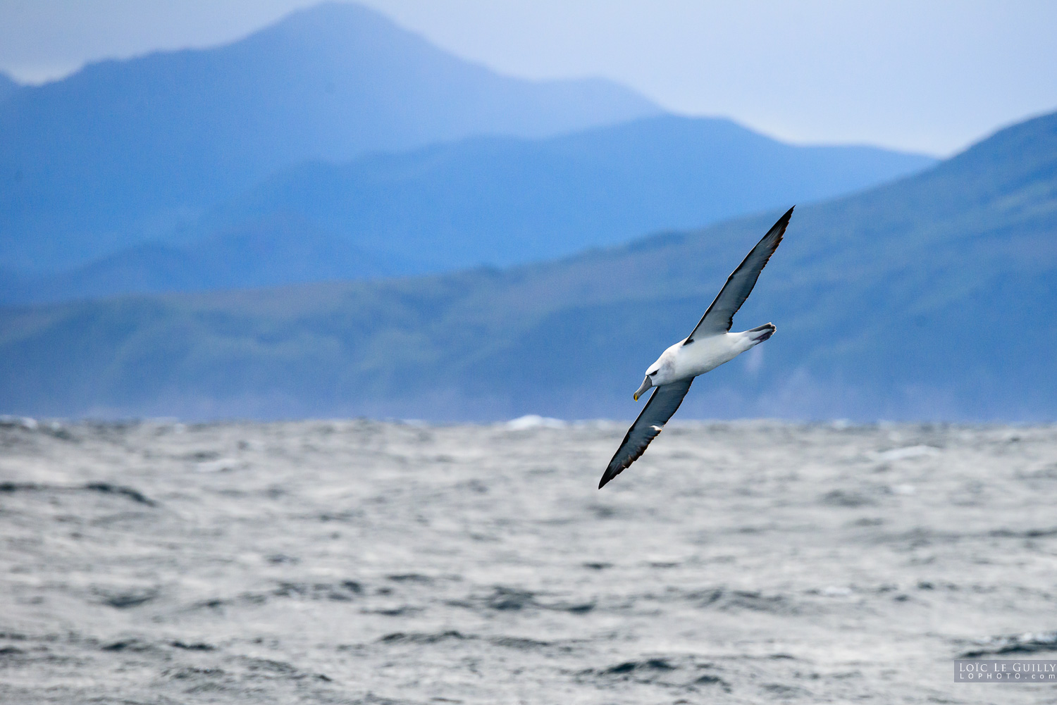 photograph of Albatross at Maatsuyker Island